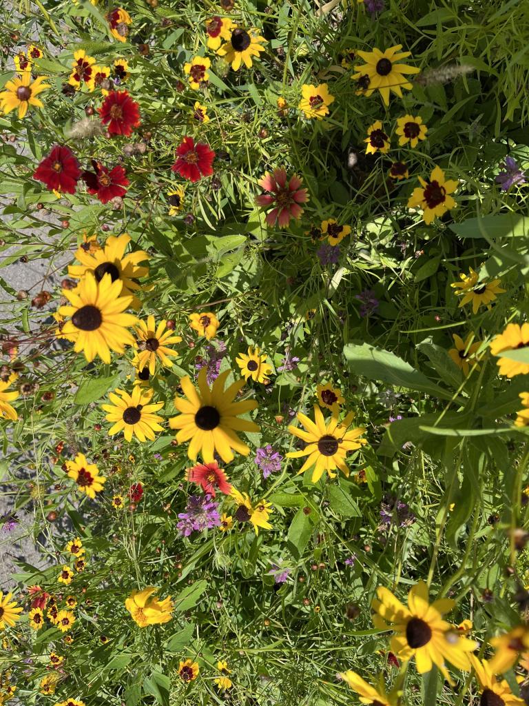 A profusion of wildflowers including, Black-eyed Susans that have yellow petals and dark red centers, Coreopsis that have dark red petals, and Lemon Bee Balm that have frilly purple flowers.