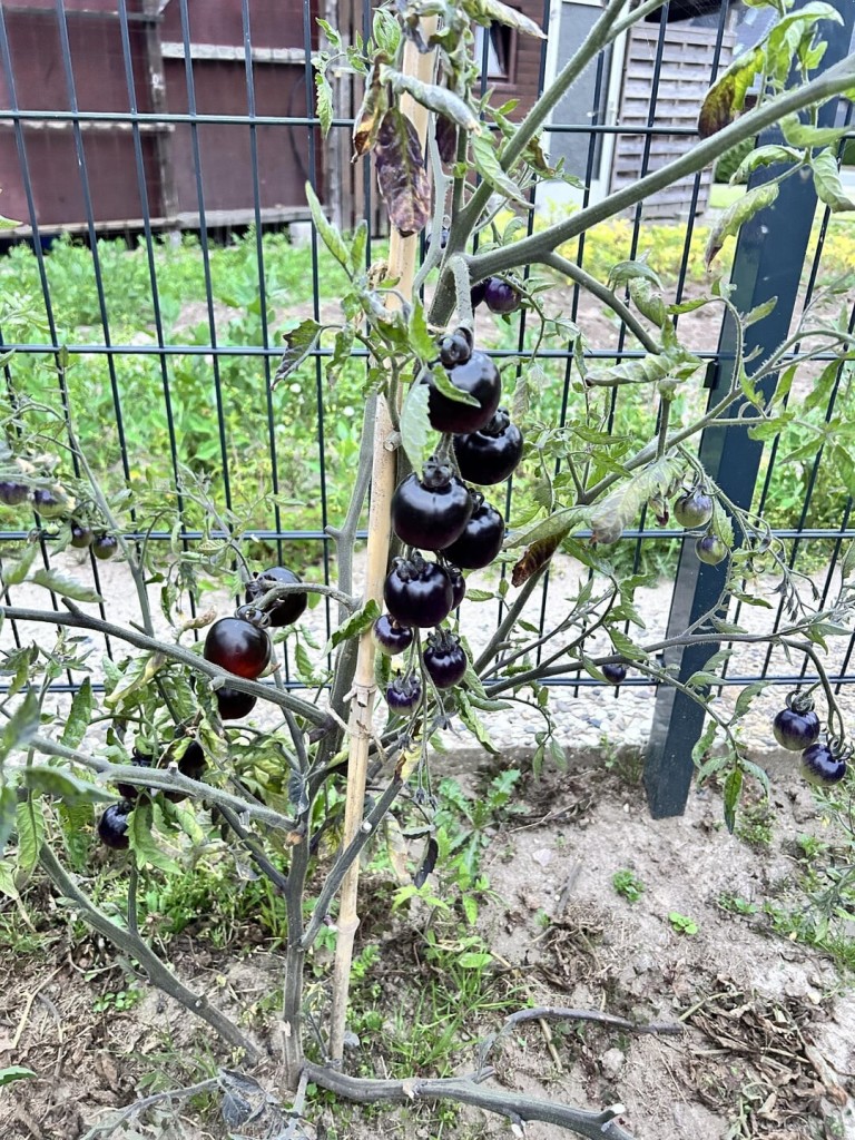 Woher weiß ich, wann meine schwarzen Tomaten reif sind?