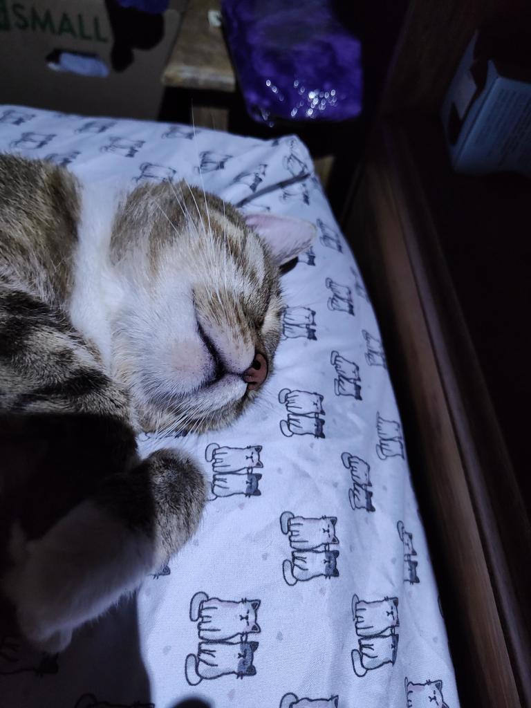 Cat with white chin, sleeping on his back with his paws crossed. The bedsheets beneath him are a cat pair pattern.