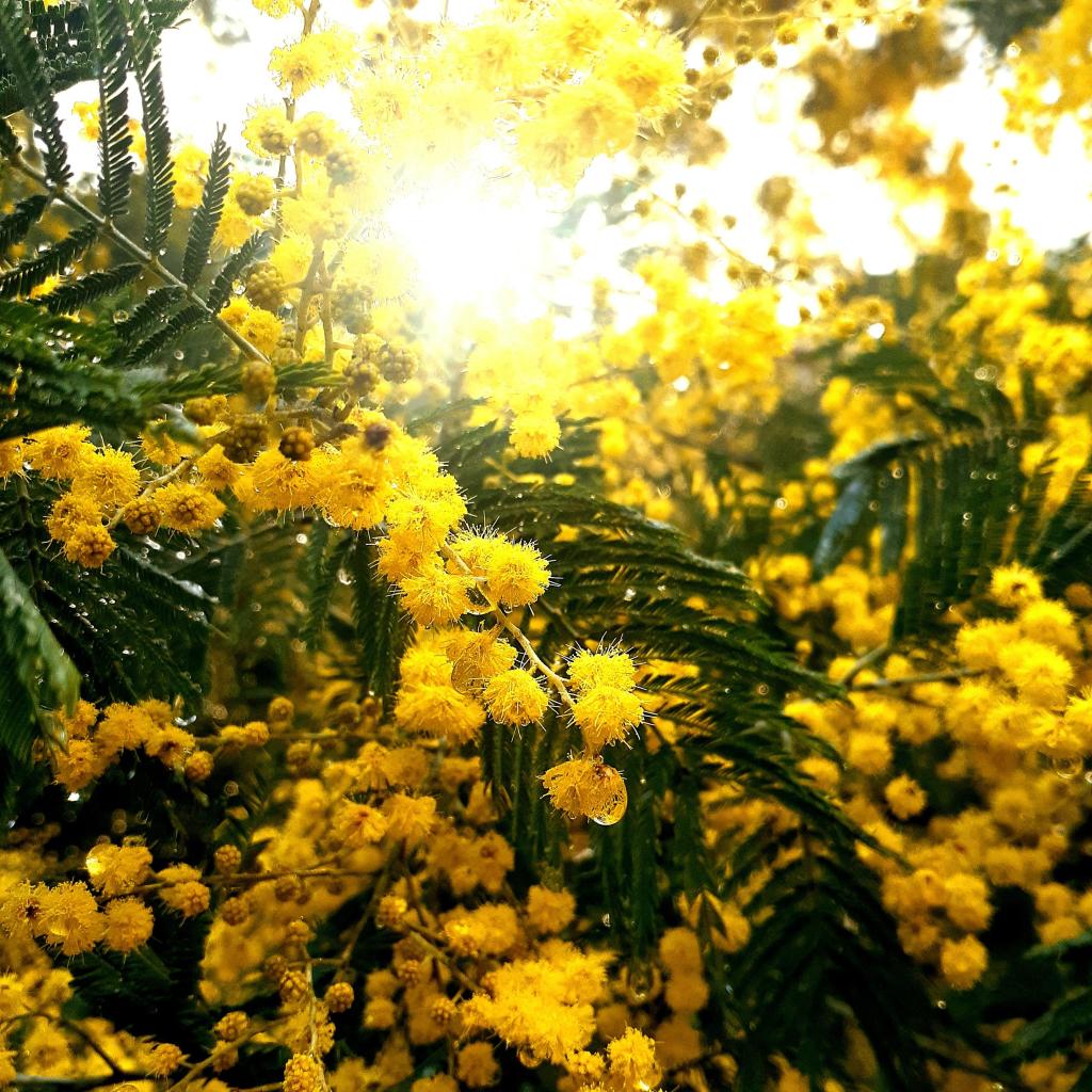 A vibrant and rain soaked wattle branch. Bright yellow flowers cling to green stems, filling the frame. Sunlight streams from behind