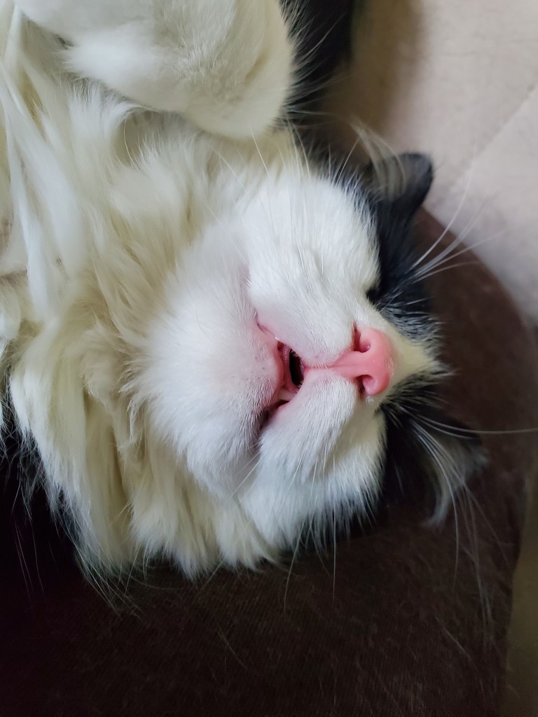 Closeup picture face of a long hair black and white cat sleeping on its back with it's mouth slightly opened.