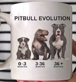 A mug that says PITBULL EVOLUTION

0-3 months shows a little pit puppy

3-36 months shows a small dog/tyrannosaurus hybrid

36+ months shows a full grown pittie

We are currently in the middle of stage 2, and it is so true. He is worth it, but he is a loooooot of work. 