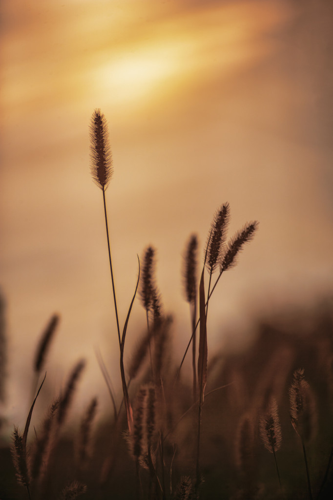 Foto von Getreide im Abendlicht