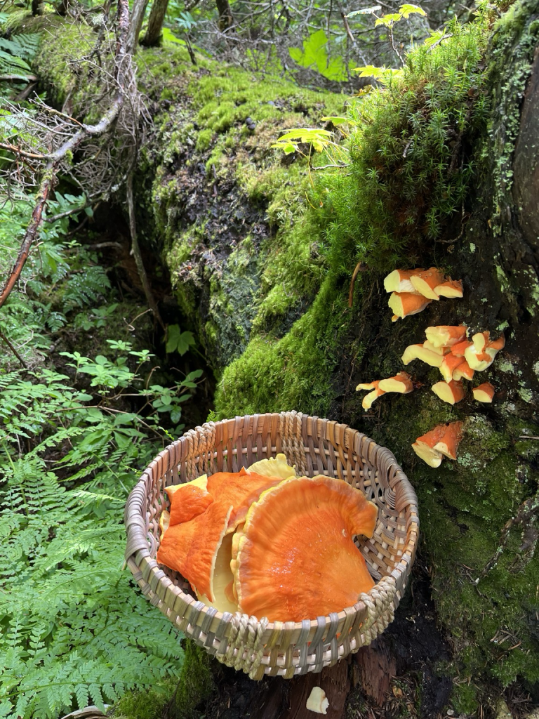 A woven basket containing bright orange disc shaped mushrooms called chicken of the woods. moss and ferns in the background. to the right you can see the mushroom stalks from where the mushroooms were harvested 