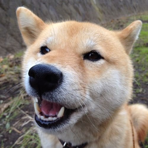 a random shiba from shibes.lol