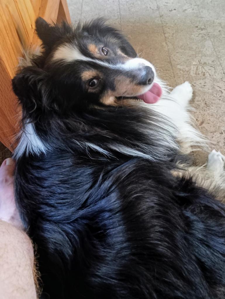 Tricolor Shetland sheepdog laying on its side against an oak coffee table, happily panting with pink tongue out