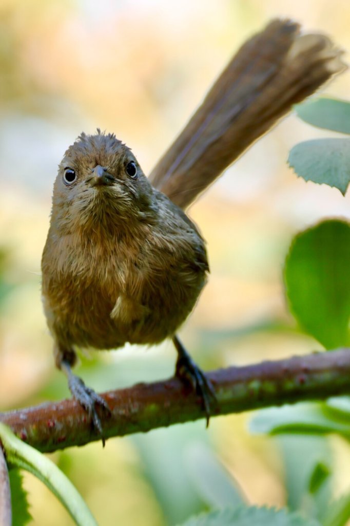 A tiny bird with the fierceness of a dinosaur.