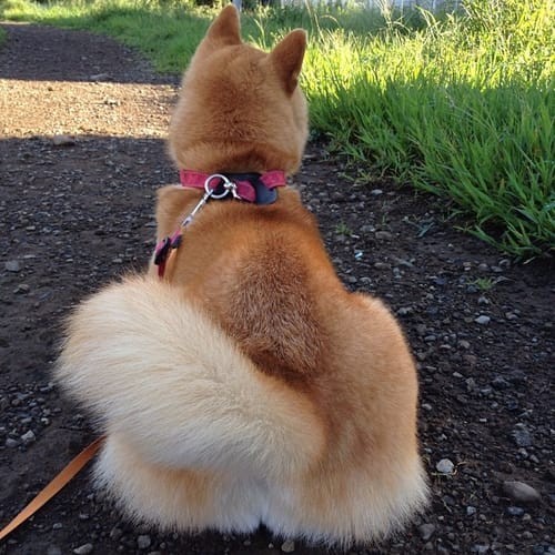 a random shiba from shibes.lol