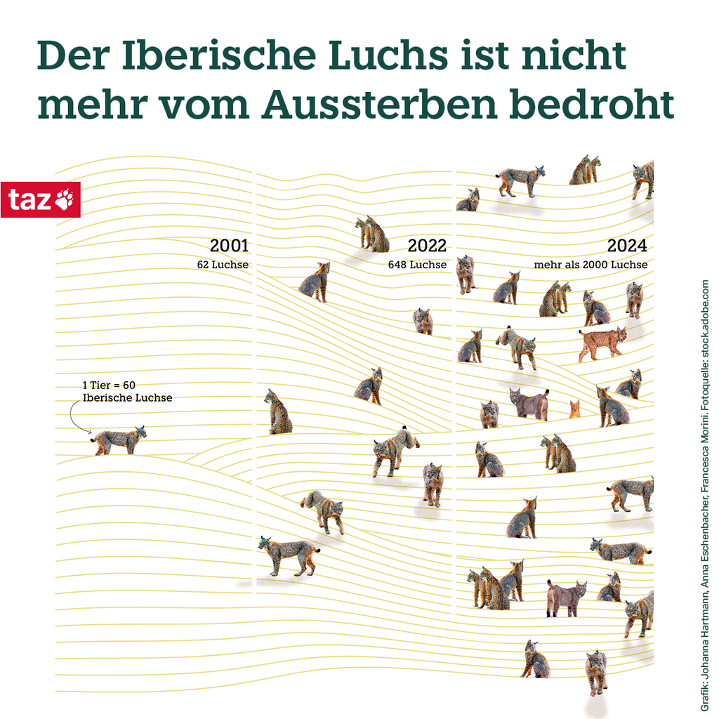 Der Iberische Luchs ist nicht mehr vom Aussterben bedroht. Ein Tier auf der Abbildung steht für 60 Iberische Luchse. Im Jahr 2001 gab es nur 62 Iberische Luchse. 2022 waren es bereits 648 Luchse. Im Jahr 2024 sind es mehr als 2000 Luchse 