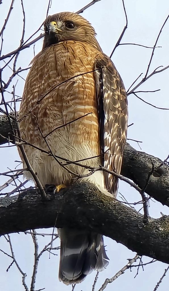 Hawk on a tree branch 