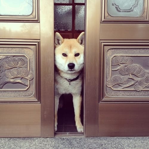 a random shiba from shibes.lol