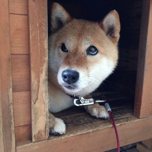 a random shiba from shibes.lol