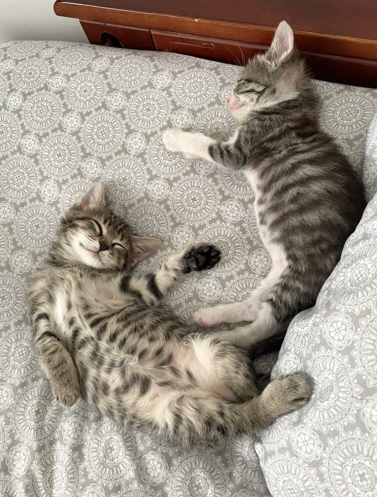 Two tabby kittens sleeping. One is on her back, the other on her side