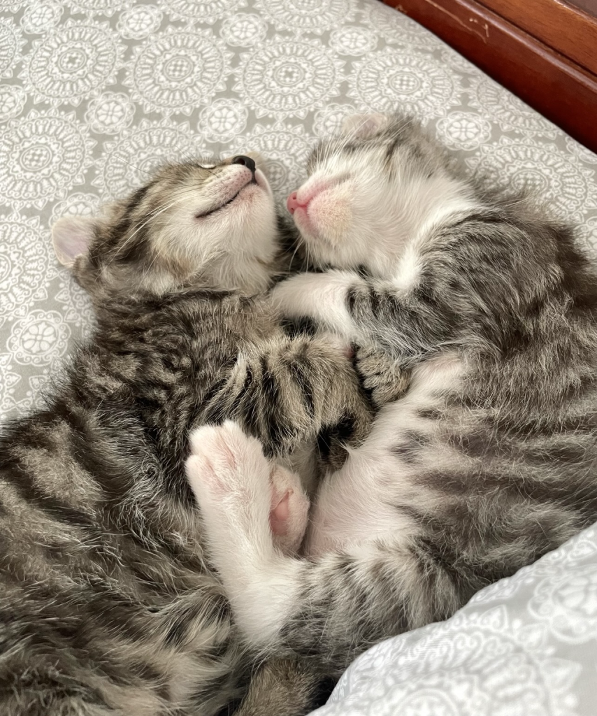 Two sleeping tabby kittens snuggled together. Their paws are touching. Their noses, one black one pink, are almost touching