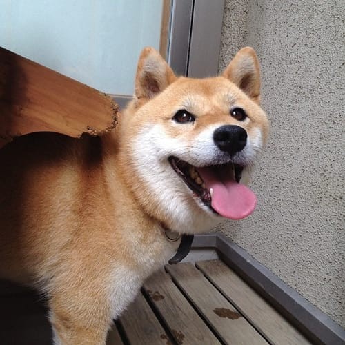 a random shiba from shibes.lol