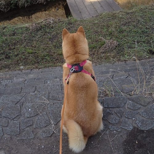 a random shiba from shibes.lol