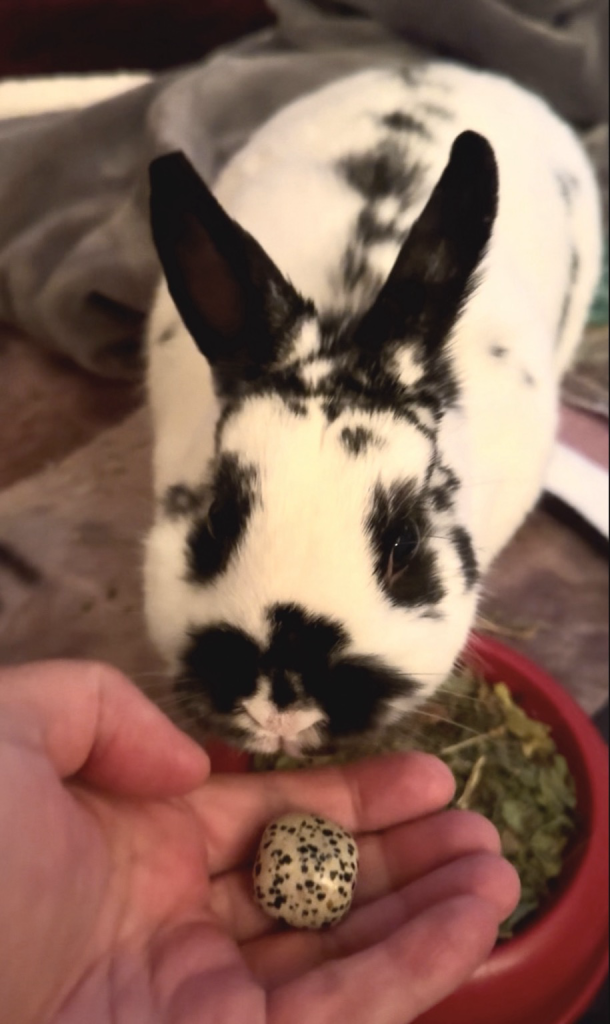 Bunny sniffs a white stone with black spots- just like her. 