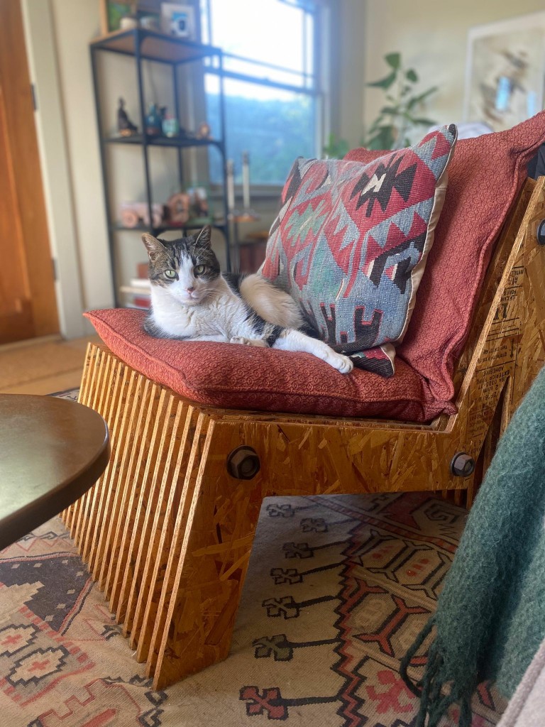 Tabby-and-white on a red cushion on a chair made of OSB lamina