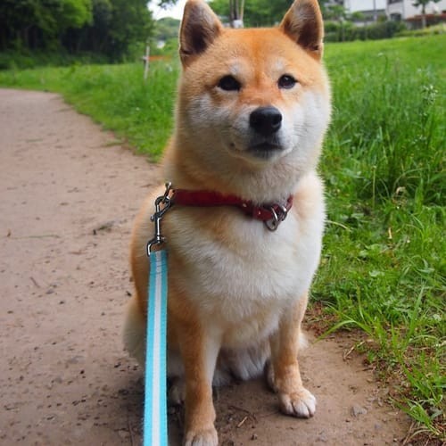 a random shiba from shibes.lol