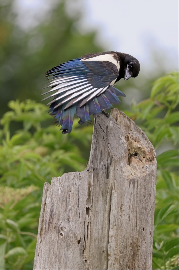 A large black and white bird with blue, green and purple highlights on some of its feathers perches on the top of a sawn-off tree trunk. The birds wing closest to us is spread and drawn across its long tail feathers, giving us a view of all the colours. The background is blurry foliage, distant trees and sky