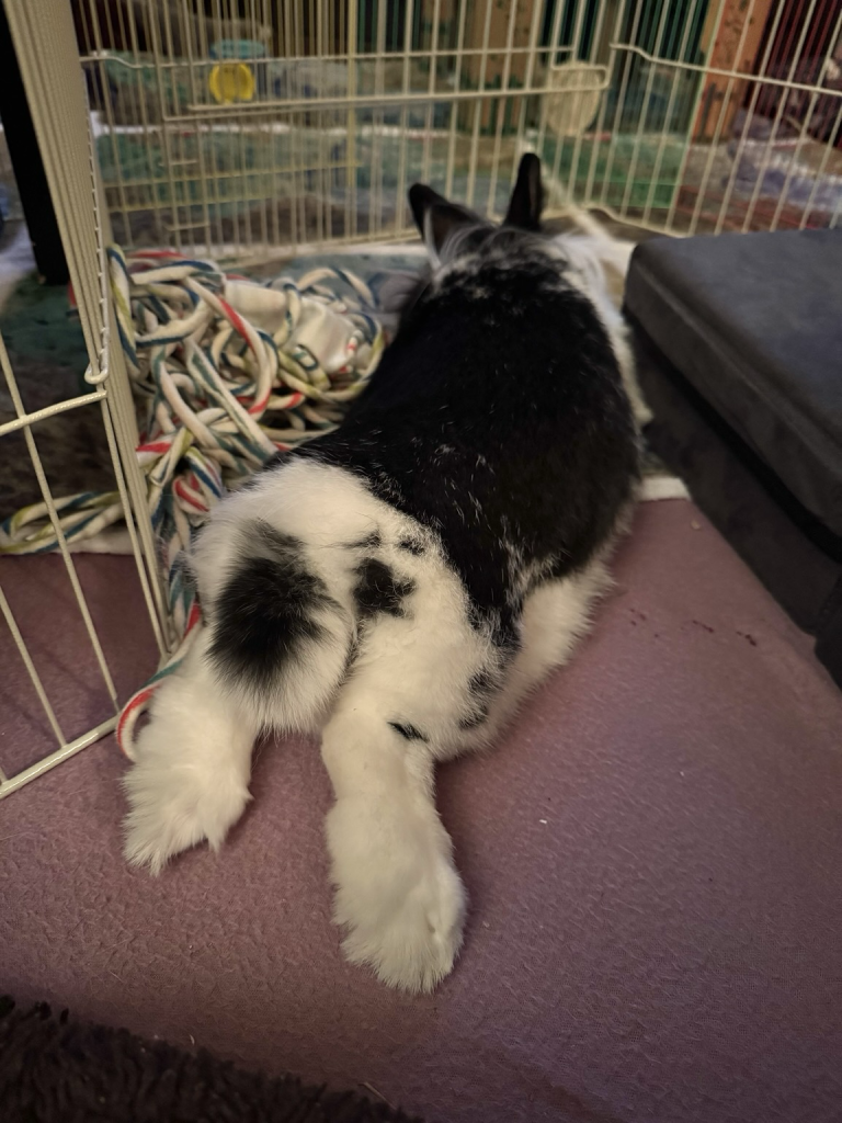 An ample fluffy behind faces the camera. A two tone fluff ball of a tail sits in the middle of two fluffy thumpers. Head is facing away from camera.