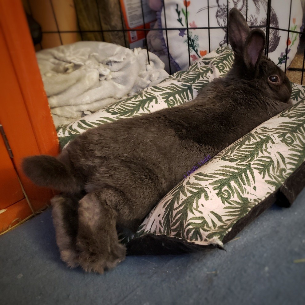 Small grey rabbit stretched out in her hop n flop bed with her back feet hanging off. She is pushing her toes into the floor and stretching her feet while glancing back towards the camera.