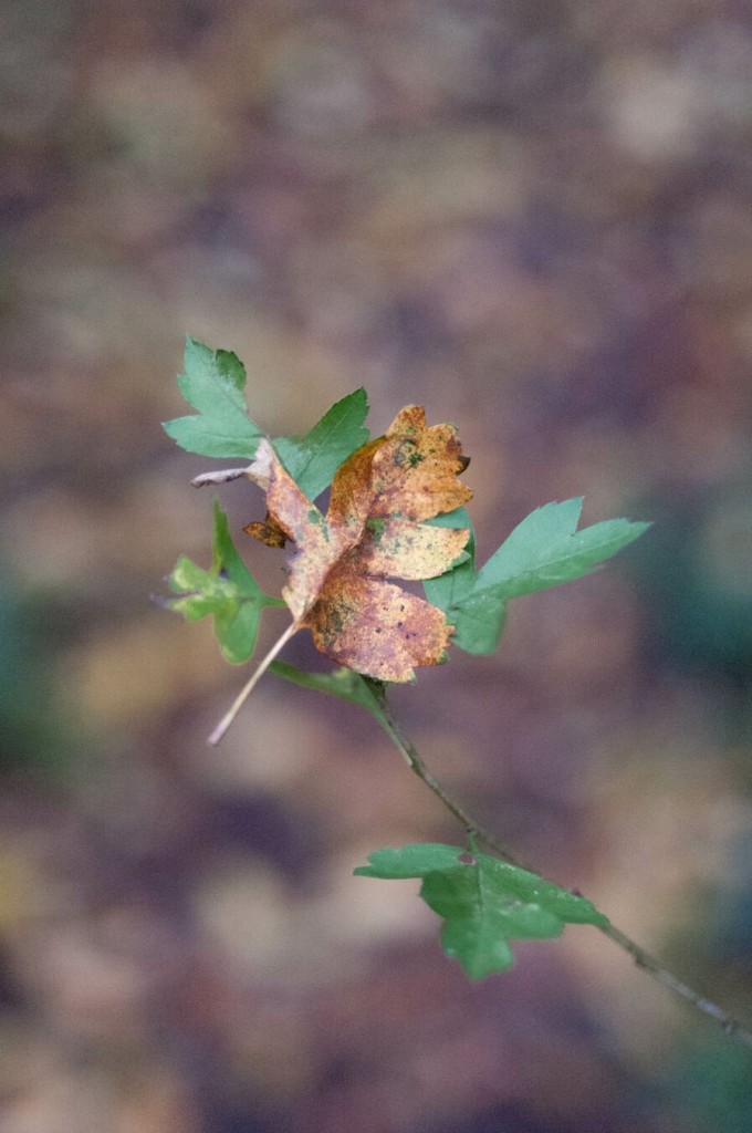 Photo of a small brown leaf resting on small green leaves, flat and spread apart like open palms. There's another green leaf on the same twig and everything else is a blur of earth and dead leaves beneath.