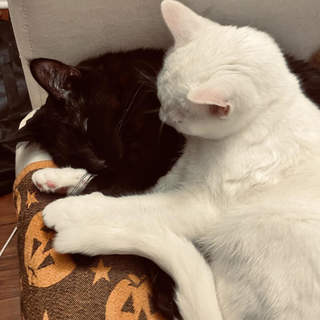 a white cat, holding paws with and leaning into a sleeping black cat, looks down at him