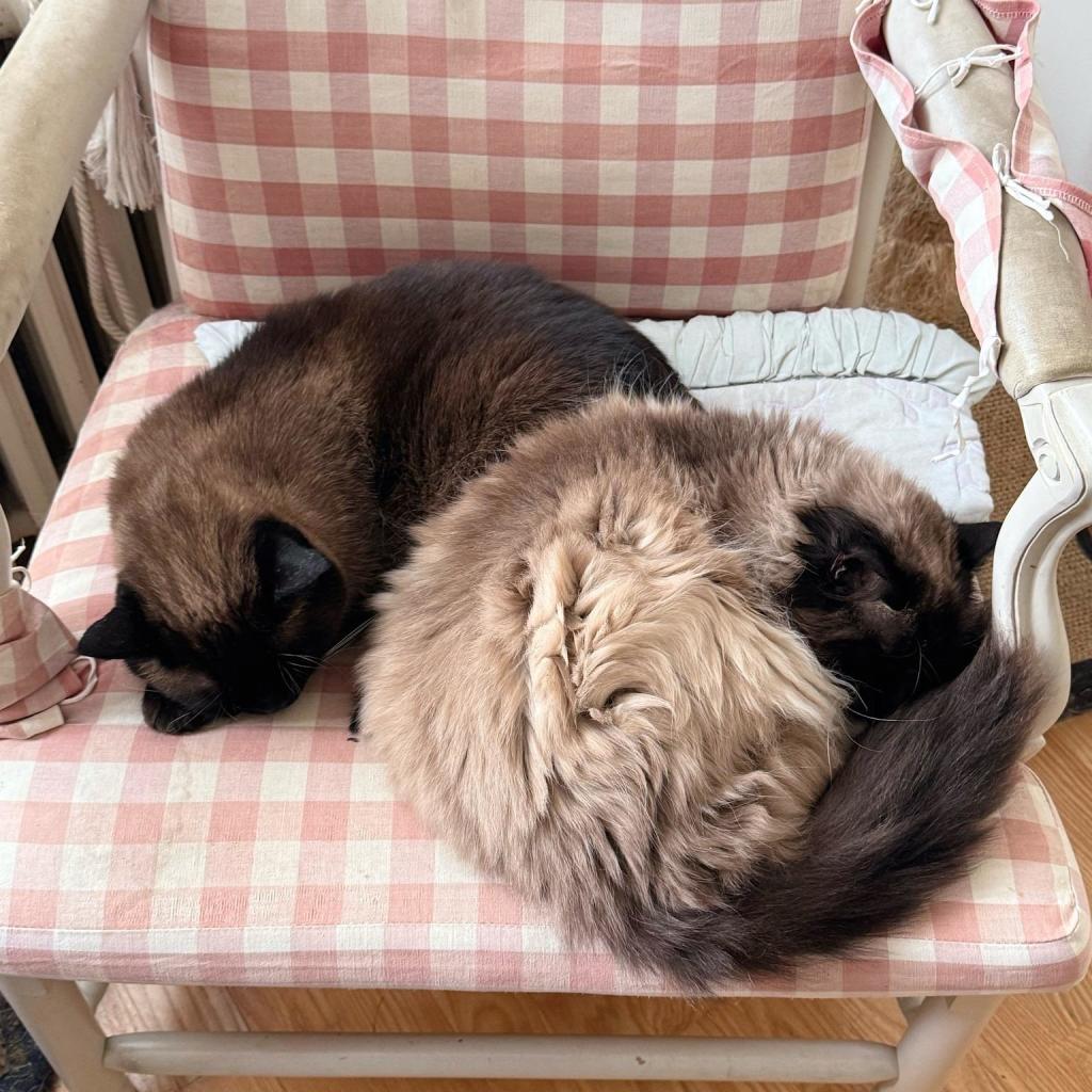 Two cats are curled up sleeping together on a pink and white checkered chair cushion.