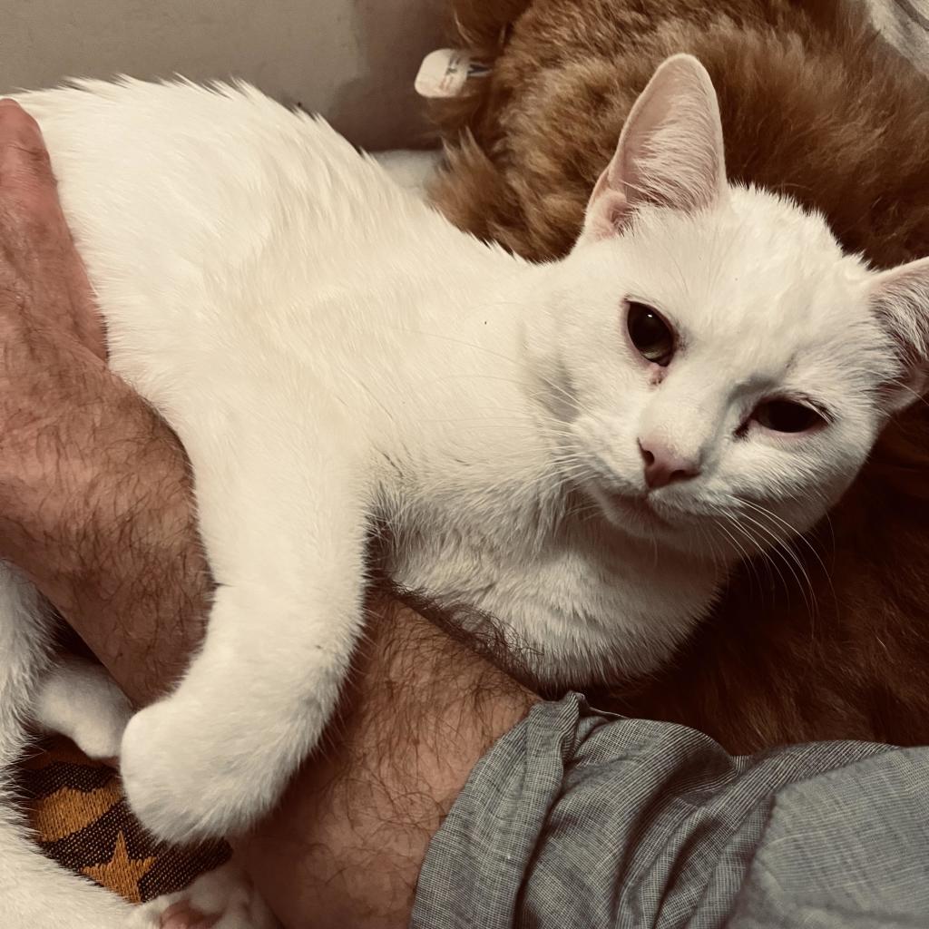 a white cat looks at us while holding on to a man's arm; the brown fur of a teddy bear is in the background