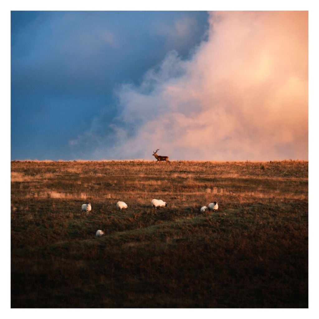 This is a square-format photograph framed by a white border, presented in warm and cool tones. The image depicts a pastoral landscape at dusk, with golden sunlight illuminating a grassy hillside. In the foreground, a group of sheep graze calmly on the darker lower slope. Above them, on a ridge bathed in warm orange light, stands a lone stag with antlers silhouetted against a dramatic sky. The sky transitions from deep blue on the left to soft orange and pink hues on the right.