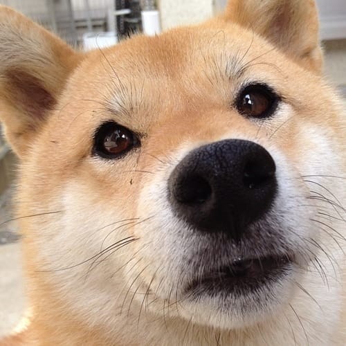 a random shiba from shibes.lol