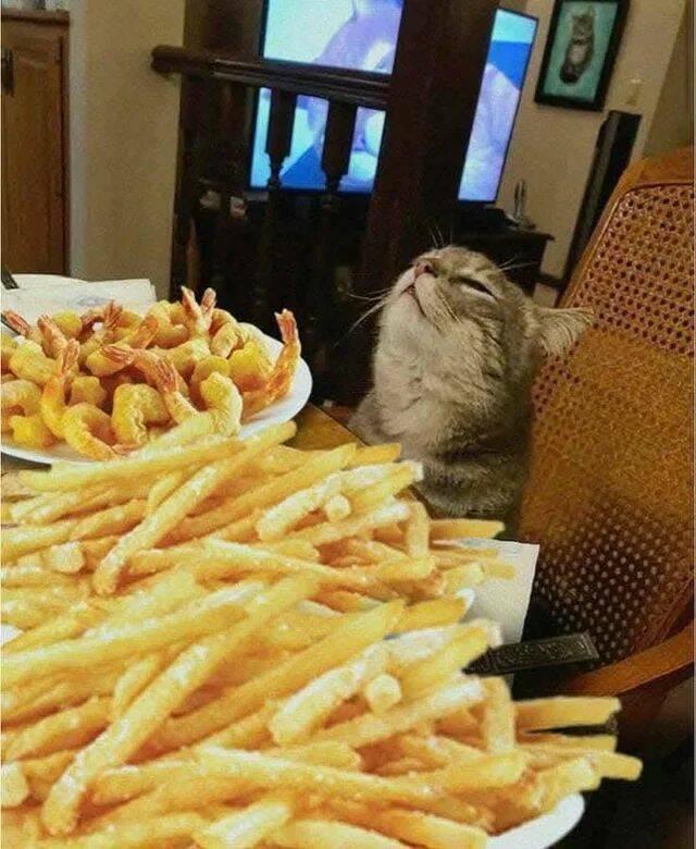 A kitty inhaling a large plate of fries and shrimp