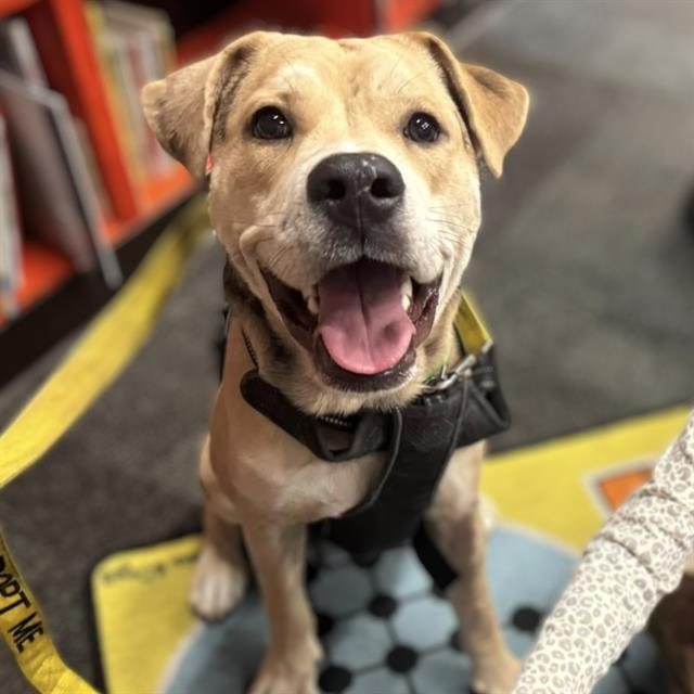 Beautiful dog.

Caption: "I was a good boy at Bookmans today!"