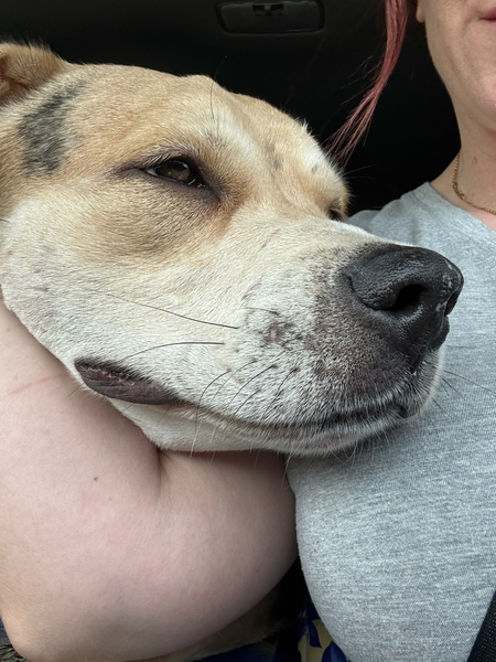 Beautiful dog with person.

Caption: "Oh yes, scratch me there…. I’ll be a good boy…."