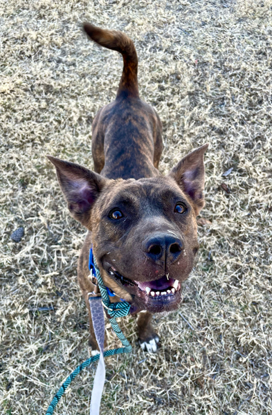 Beautiful dog.

Caption: "Brindle beauty"