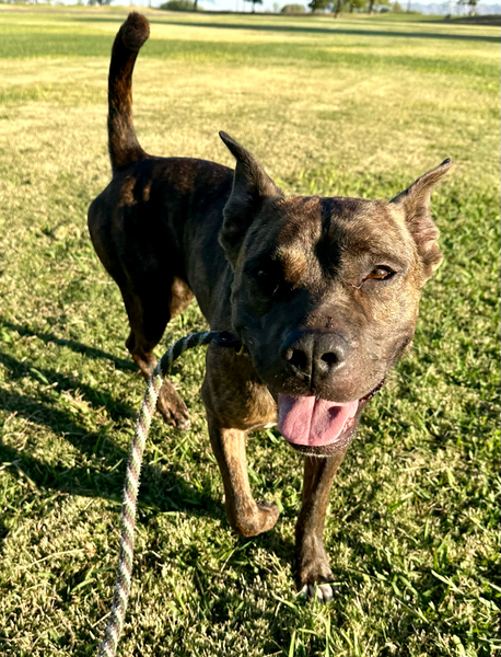 Beautiful dog.

Caption: "So fun"