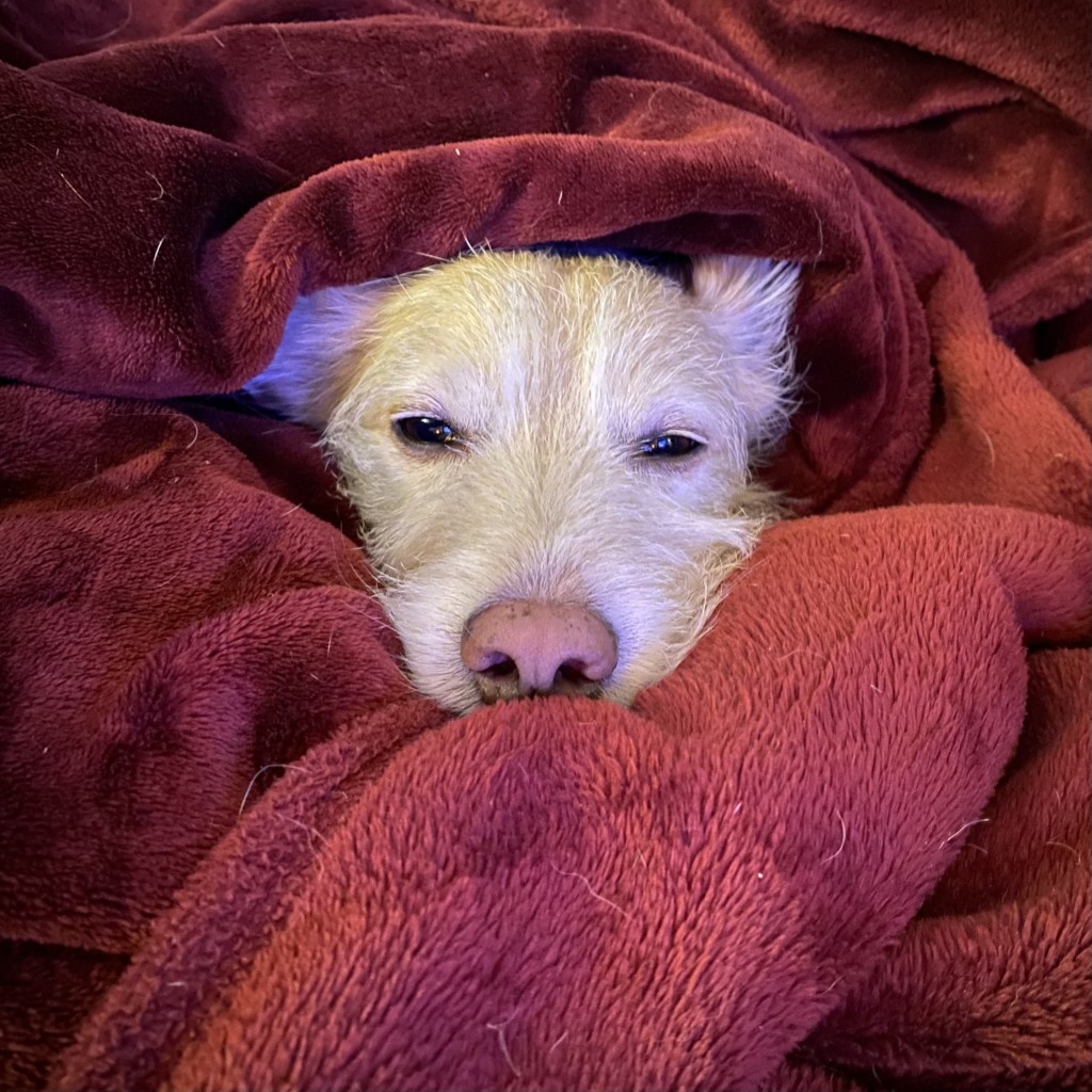 Kopf eines Hundes guckt aus einem Berg roter Decken heraus.