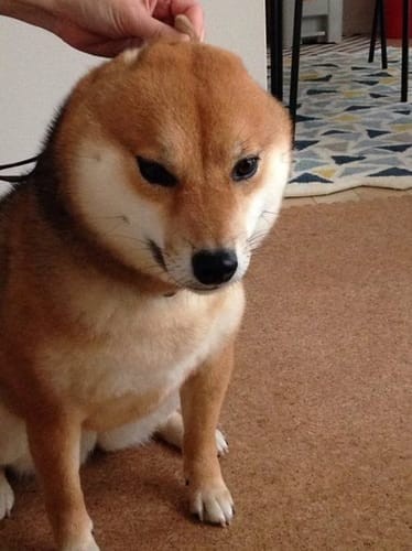 a random shiba from shibes.lol