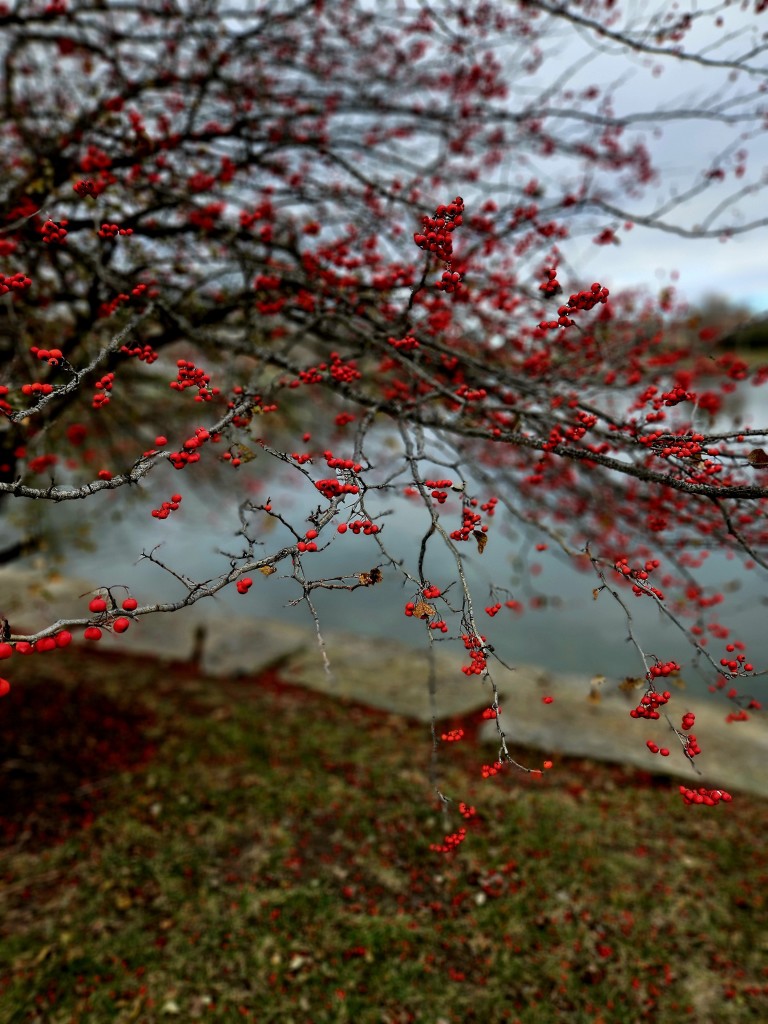 Pop of color on a dreary winter day