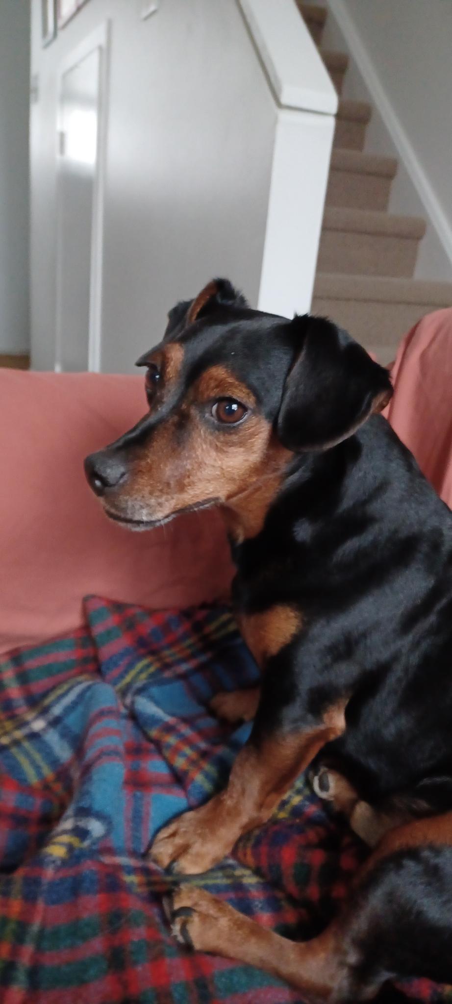 A small black and brown Dachshund/Chihuahua mix with big brown eyes looking at the camera while sitting on a couch.