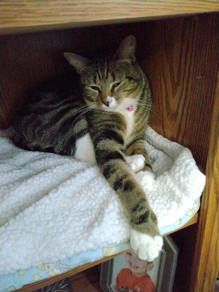 A one year old tabby cat with white markings is lying on a soft, fuzzy white blanket inside a compartment in a bookcase/entertainment center.  Her sleepy eyes are almost closed.  One white mitten on a striped foreleg is jutting out of the compartment.