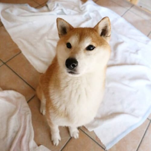 a random shiba from shibes.lol