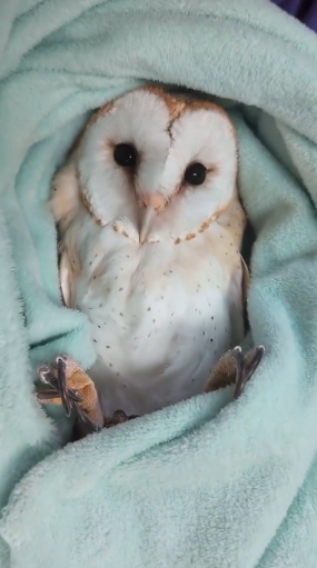 barn owl in a light blue towel, claws exposed