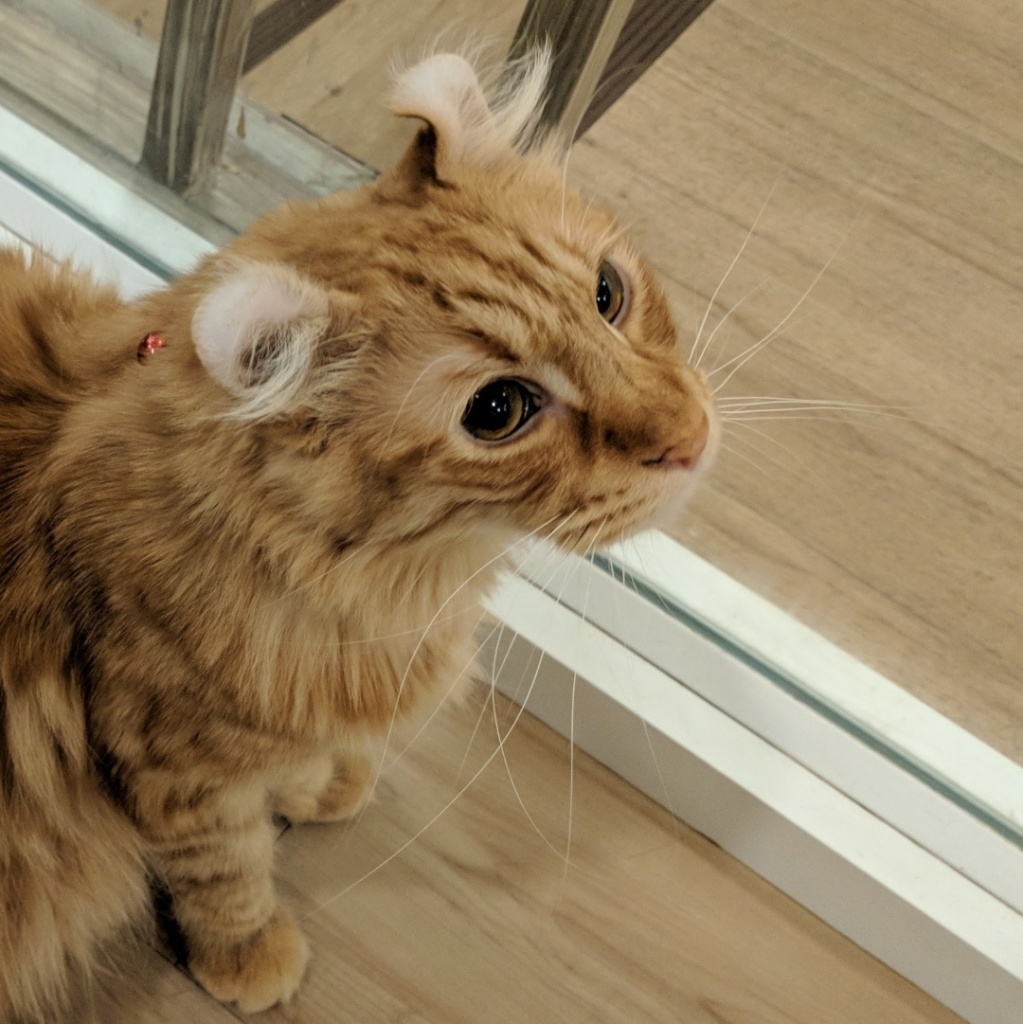 Cat sitting on wooden floor near stairwell on upper level. She is facing towards the right looking at something in the air. Could be waiting for a special prize. Captured with Google Pixel in Bangkok Thailand