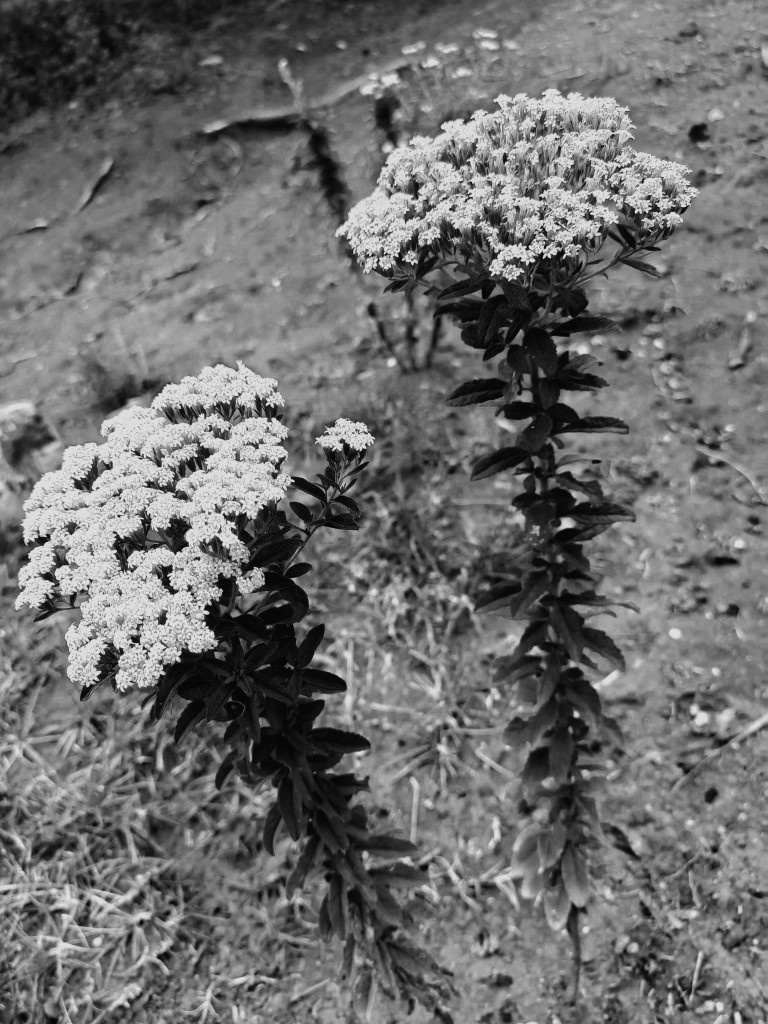 a pair of flowers, one in front of the other like if they were having an interesting and intimate talking.