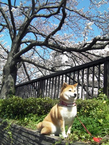 a random shiba from shibes.lol