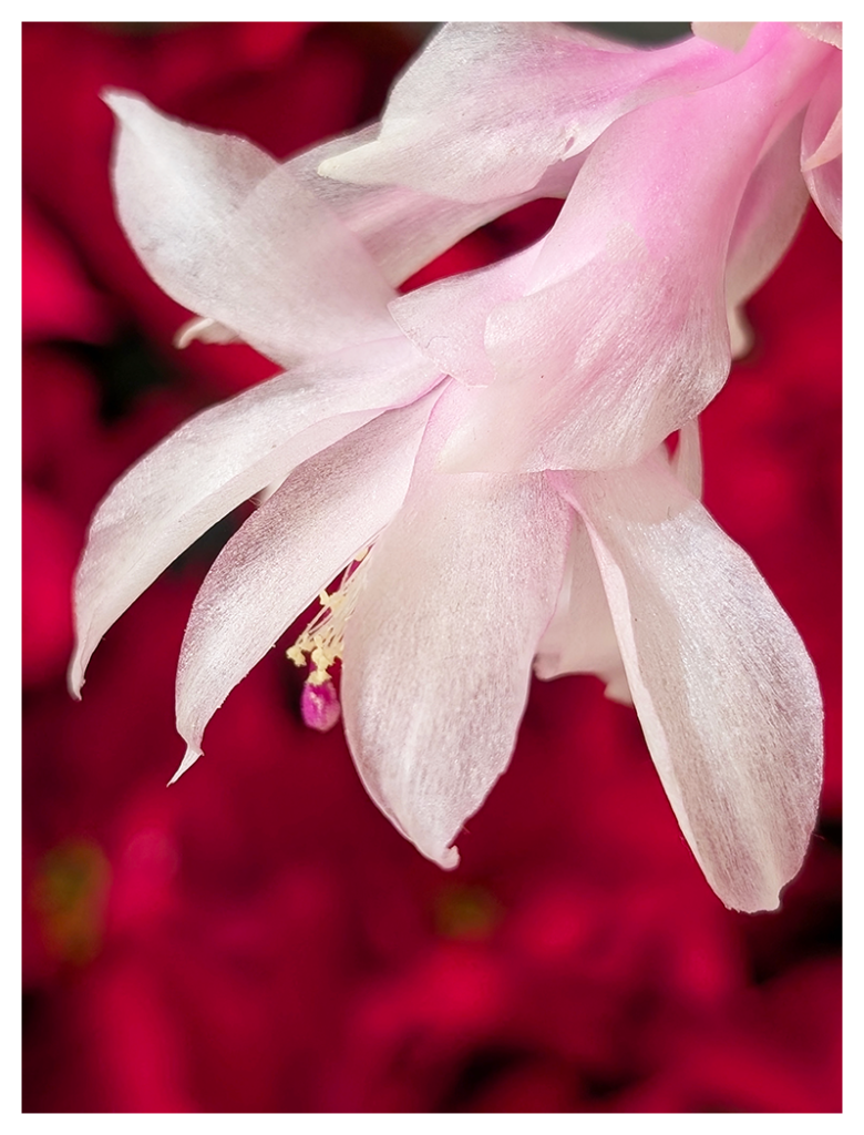 closeup side view of a white/pink christmas cactus flower with many red camellia plants out of focus in the background.