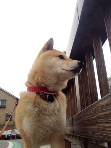 a random shiba from shibes.lol