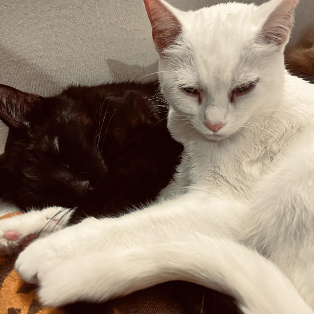 with arms intertwines, a white cat relaxes into a sleeping black cat